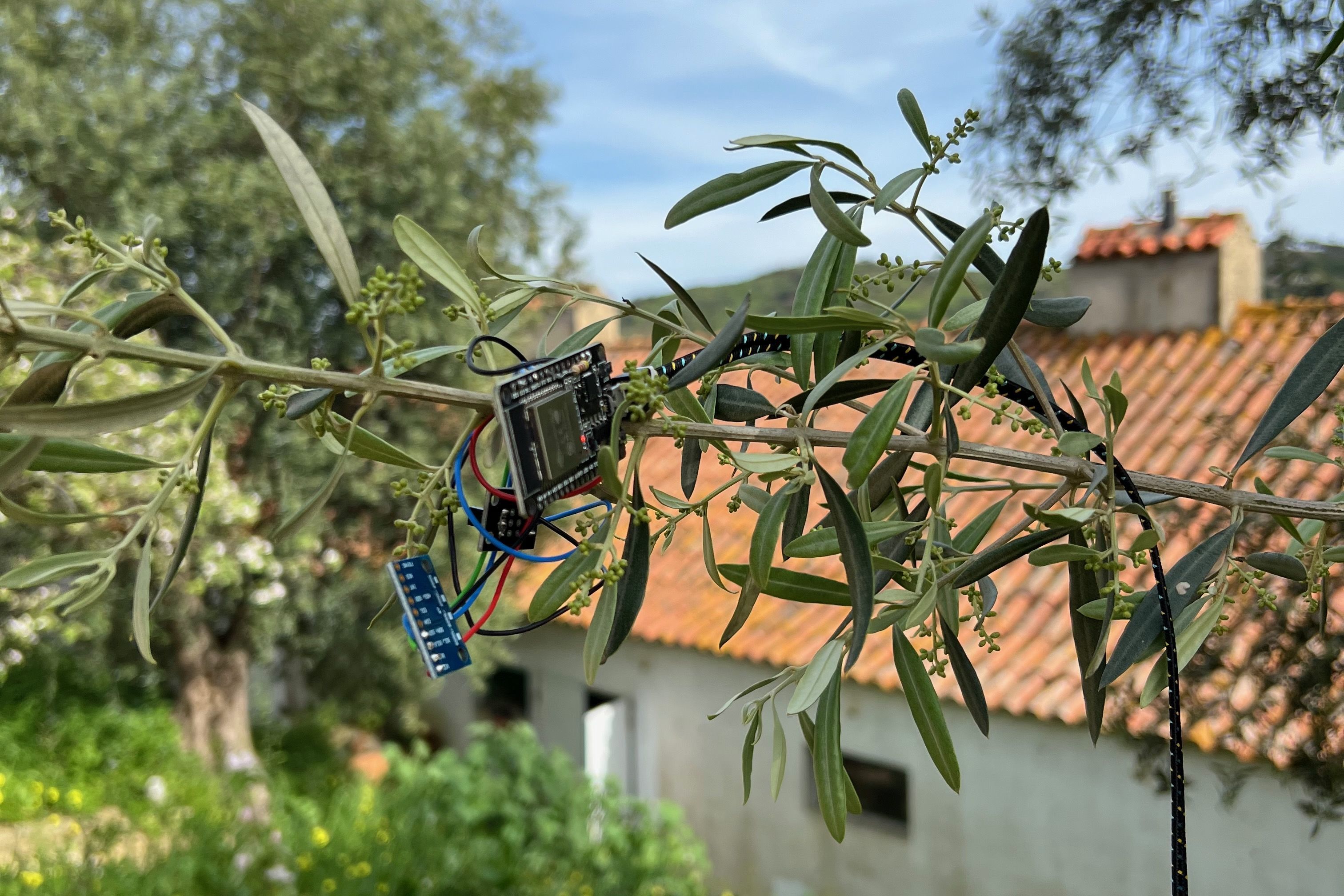 Eine Platine mit Kabeln im Olivenzweig vor blauem Himmel