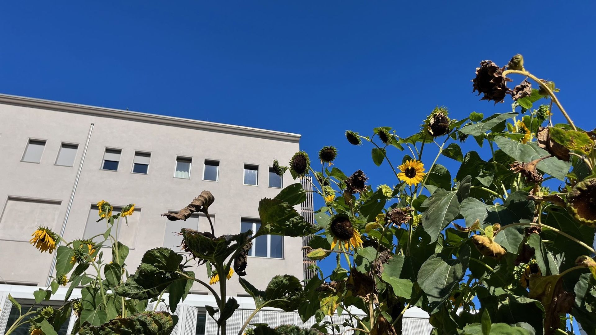 Sonnenblumen auf dem Hochschulgarten